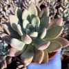 Echeveria Opalina Live Succulent Plant - Pink & Blue Hues - Indoor/Outdoor - Image 1