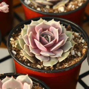 Echeveria Pink Lola Live Succulent Plant – Rare Pink Echeveria in 4 inch pot - Image 1