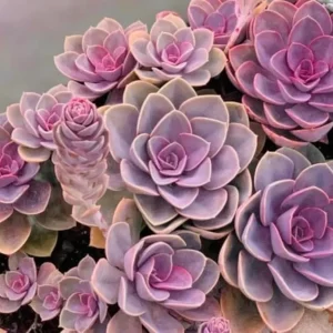 Echeveria Purple Live Succulent Plant - 2 Inch Pot - Easy Care Indoor/Outdoor - Image 5