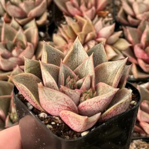 Echeveria Purpusorum Live Succulent Plant – 2.5