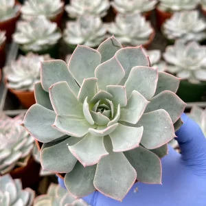 Echeveria Subsessilis Morning Beauty Live Plant – 4 inch Blue Succulent - Image 2
