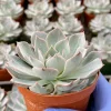 Echeveria Subsessilis Morning Beauty Live Plant – 4 inch Blue Succulent - Image 1