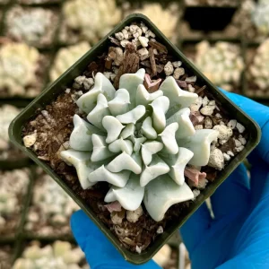 Echeveria Topsy Turvy Live Succulent Plant | Blue Rosette | 2 inch Pot | Indoor/Outdoor - Image 2