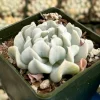 Echeveria Topsy Turvy Live Succulent Plant | Blue Rosette | 2 inch Pot | Indoor/Outdoor - Image 1