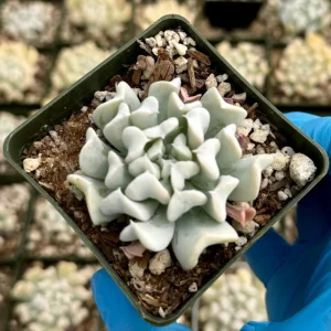 Echeveria Topsy Turvy Live Succulent Plant | Blue Rosette | 2 inch Pot | Indoor/Outdoor - Image 3