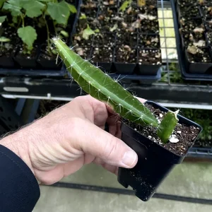 Edgar's Baby Dragon Fruit Live Plant Hylocereus Hybrid - 4-5 Inches Tall, Edible - Image 5