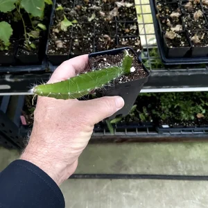 Edgar's Baby Dragon Fruit Live Plant Hylocereus Hybrid - 4-5 Inches Tall, Edible - Image 7