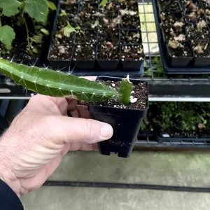 Edgar's Baby Dragon Fruit Live Plant Hylocereus Hybrid - 4-5 Inches Tall, Edible - Image 8