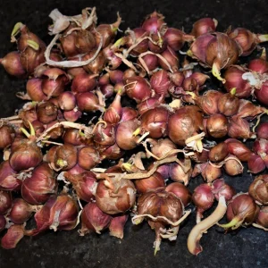 Egyptian Walking Onion Sets - Heirloom Red Bulbs, 10-100+ Count - Image 2