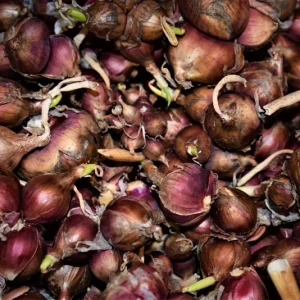 Egyptian Walking Onion Sets - Heirloom Red Bulbs, 10-100+ Count - Image 3