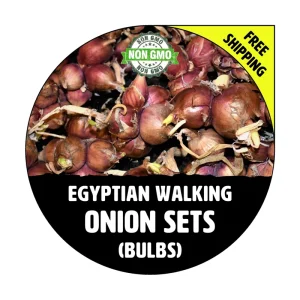 Egyptian Walking Onion Sets - Heirloom Red Bulbs, 10-100+ Count - Image 1