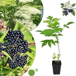 Elderberry Live Plant 6-12