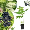 Elderberry Live Plant 6-12" Tall - Hardy Perennial Black Elderberry Bush - Image 1