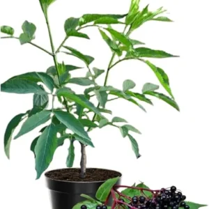Elderberry Live Plant - Hardy Fruit Shrub, Quart Pot, 1 Year Old, Outdoor - Image 2