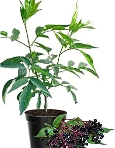 Elderberry Live Plant - Hardy Fruit Shrub, Quart Pot, 1 Year Old, Outdoor - Image 3