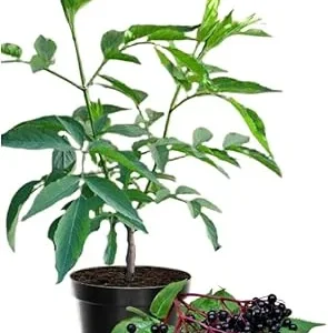 Elderberry Live Plant - Hardy Fruit Shrub, Quart Pot, 1 Year Old, Outdoor - Image 4