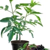 Elderberry Live Plant - Hardy Fruit Shrub, Quart Pot, 1 Year Old, Outdoor - Image 1