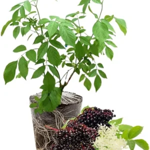 Elderberry Live Plants - 2 Pack, 5-9 Inches Tall, Cold Hardy Shrub - Image 6