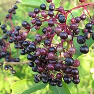 Elderberry Plant Live Rooted Cuttings - Set of 2, 8-12 Inch Tall, Outdoor - Image 3