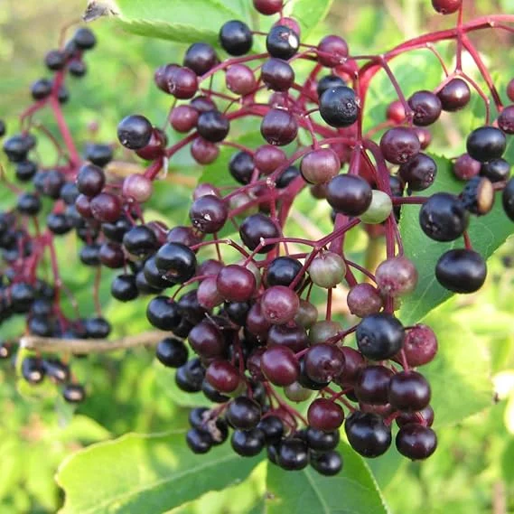 Elderberry Plant Live Rooted Cuttings - Set of 2, 8-12 Inch Tall, Outdoor - Image 4