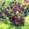 Elderberry Plant Live Rooted Cuttings - Set of 2, 8-12 Inch Tall, Outdoor - Image 1