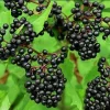 Elderberry Plant - Sambucus Canadensis Live Potted Shrub - 8-12in Tall - Image 2