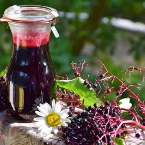 Elderberry Rooted Cuttings – Set of 4 Live Plants, 8-12 Inch Tall, Outdoor - Image 2