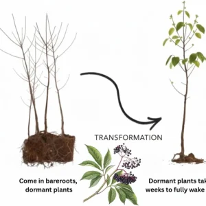 Elderberry Rooted Cuttings – Set of 4 Live Plants, 8-12 Inch Tall, Outdoor - Image 4