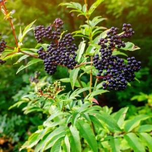 Elderberry Rooted Cuttings – Set of 4 Live Plants, 8-12 Inch Tall, Outdoor - Image 6
