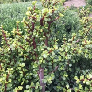 Elephant Bush Cuttings - Portulacaria afra 'Decumbent' - Hardy Succulent Cuttings 4-6 inches - Green Foliage, Red Stems - Image 3