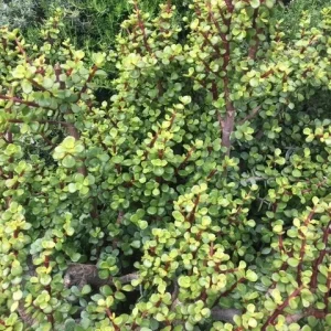 Elephant Bush Cuttings - Portulacaria afra 'Decumbent' - Hardy Succulent Cuttings 4-6 inches - Green Foliage, Red Stems - Image 4