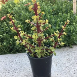 Elephant Bush Cuttings - Portulacaria afra 'Decumbent' - Hardy Succulent Cuttings 4-6 inches - Green Foliage, Red Stems - Image 1