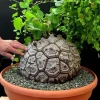 Elephant's Foot Caudex Live Plant - Rare Exotic Houseplant in 3" Pot, Indoor/Outdoor Perennial Vine - Image 1