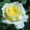 Elina Hybrid Tea Rose Live Plant - Soft Yellow Fragrant Bush, 5-9 in Tall - Image 1