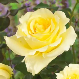 Elina Hybrid Tea Rose Live Plant - Soft Yellow Fragrant Bush, 5-9 in Tall - Image 3