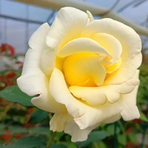 Elina Hybrid Tea Rose Live Plant - Soft Yellow Fragrant Bush, 5-9 in Tall - Image 4