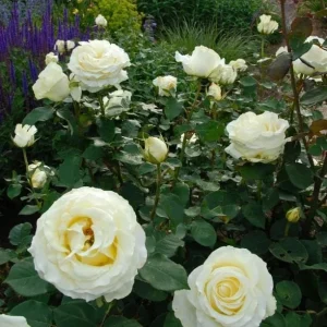 Elina Hybrid Tea Rose Live Plant - Soft Yellow Fragrant Bush, 5-9 in Tall - Image 5