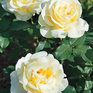 Elina Hybrid Tea Rose Live Plant - Soft Yellow Fragrant Bush, 5-9 in Tall - Image 6