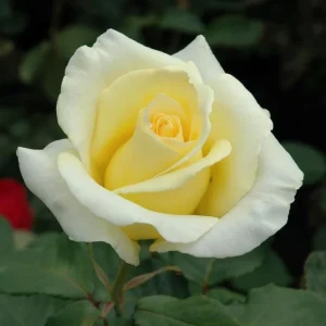 Elina Hybrid Tea Rose Live Plant - Soft Yellow Fragrant Bush, 5-9 in Tall - Image 8