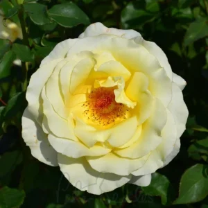 Elina Hybrid Tea Rose Live Plant - Soft Yellow Fragrant Bush, 5-9 in Tall - Image 9