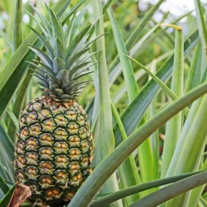 Elite Gold Pineapple Live Plant – Ananas Comosus – Edible Fruit Producing Tropical Plant for Outdoor & Indoor - Image 1