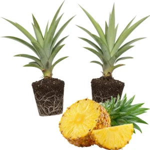 Elite Gold Pineapple Plants - 2 Live Sweet Pineapple Starters for Home Garden & Containers - Image 2