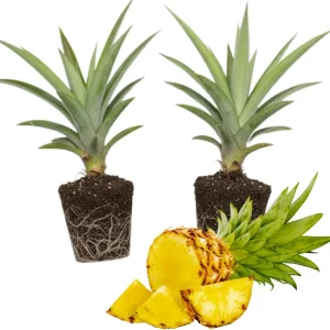 Elite Gold Pineapple Plants - 2 Live Sweet Pineapple Starters for Home Garden & Containers - Image 1