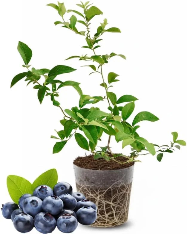Emerald Blueberry Live Plant - 4-8 Inch Starter Bush for Garden, Zones 4-8 - Image 2