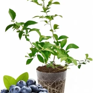 Emerald Blueberry Live Plant - 4-8 Inch Starter Bush for Garden, Zones 4-8 - Image 6