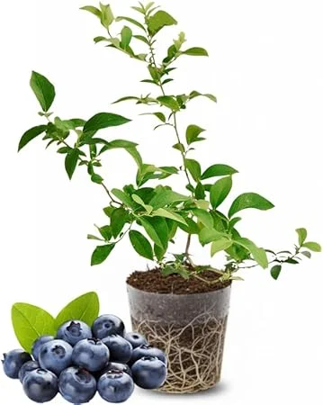 Emerald Blueberry Live Plant - 4-8 Inch Starter Bush for Garden, Zones 4-8 - Image 1