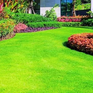 Emerald Zoysia Grass Seeds - 12000 Count for Outdoor Lawn & Garden - Image 1