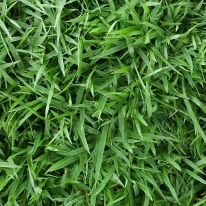 Empire Zoysia Grass Seeds – 10000 Seed Count – Low-Maintenance Lawn – Warm Season - Image 3