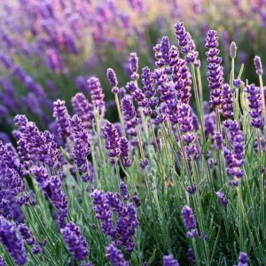 English Lavender Live Plant - Purple Perennial Flower, 2-4