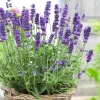 English Lavender Live Plant - Purple Perennial Flower, 2-4" Tall in 3" Pot - Image 1